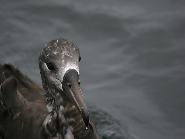 Black-footed Albatross